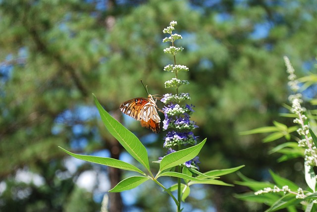 바이텍스(Vitex) 부작용, 효능, 복용법, 여드름 총 정리