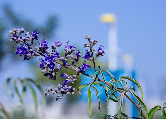 바이텍스(Vitex) 부작용, 효능, 복용법, 여드름 총 정리