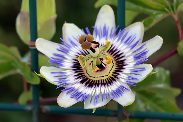 불면증 영양제 시계꽃(패션플라워, Passionflower)효능, 부작용, 복용법