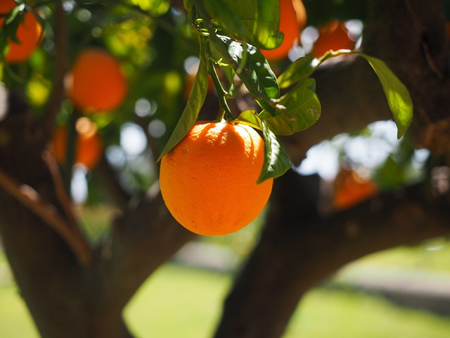 비타민c가 가득한 오렌지