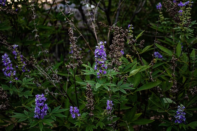 바이텍스(Vitex) 부작용, 효능, 복용법, 여드름 총 정리